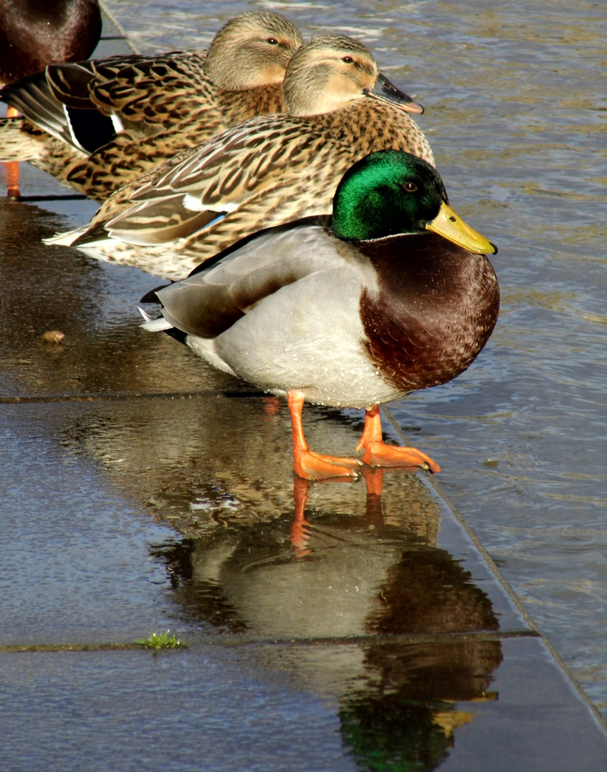 Stockenten Spiegelung