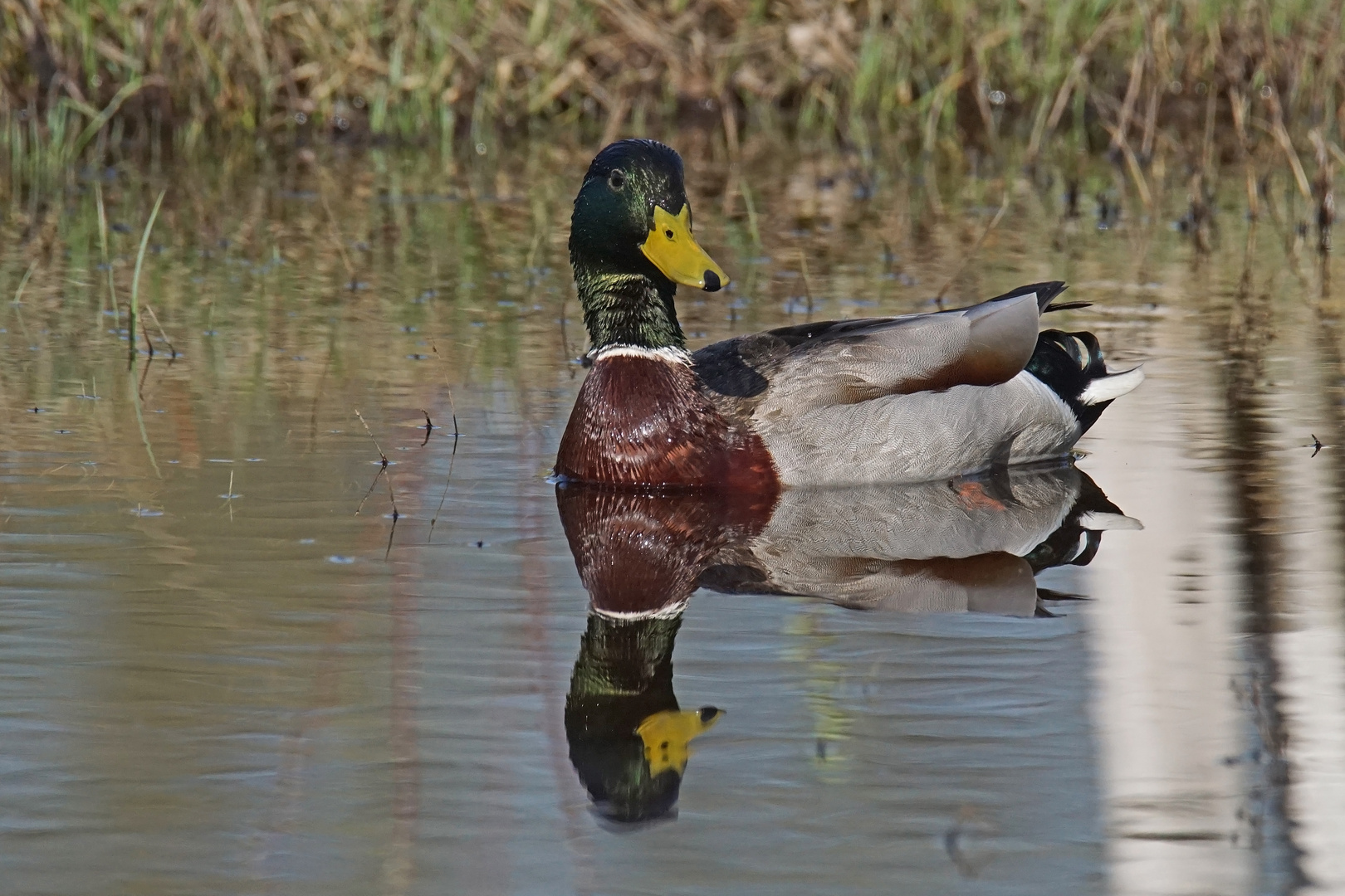 Stockenten-Spiegelung