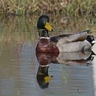 Stockenten-Spiegelung