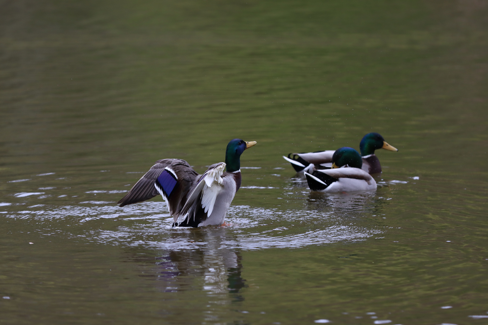 Stockenten-Treffen