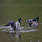 Stockenten-Treffen