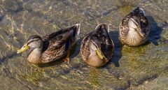 Stockenten Trio