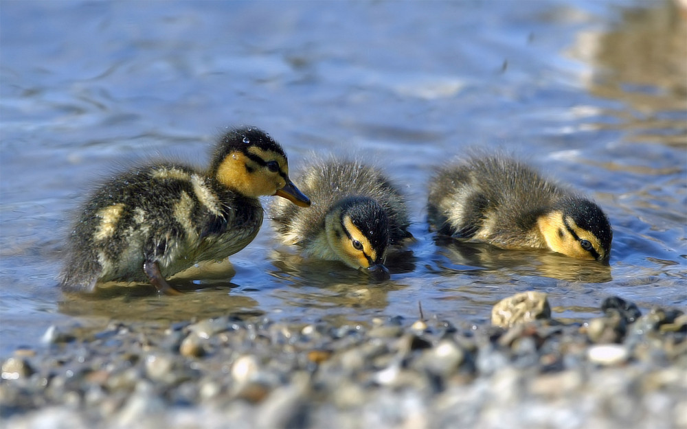 Stockenten Trio