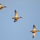 Stockenten-Überflug