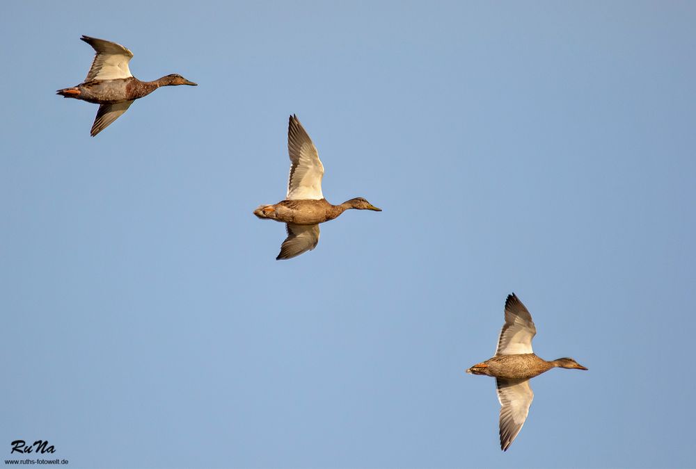 Stockenten-Überflug