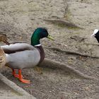 Stockenten und Blaesshuhn im Rombergpark