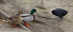 Stockenten und Blaesshuhn im Rombergpark