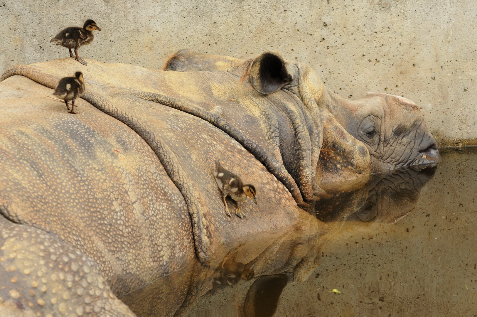 Stockenten und Panzernashorn