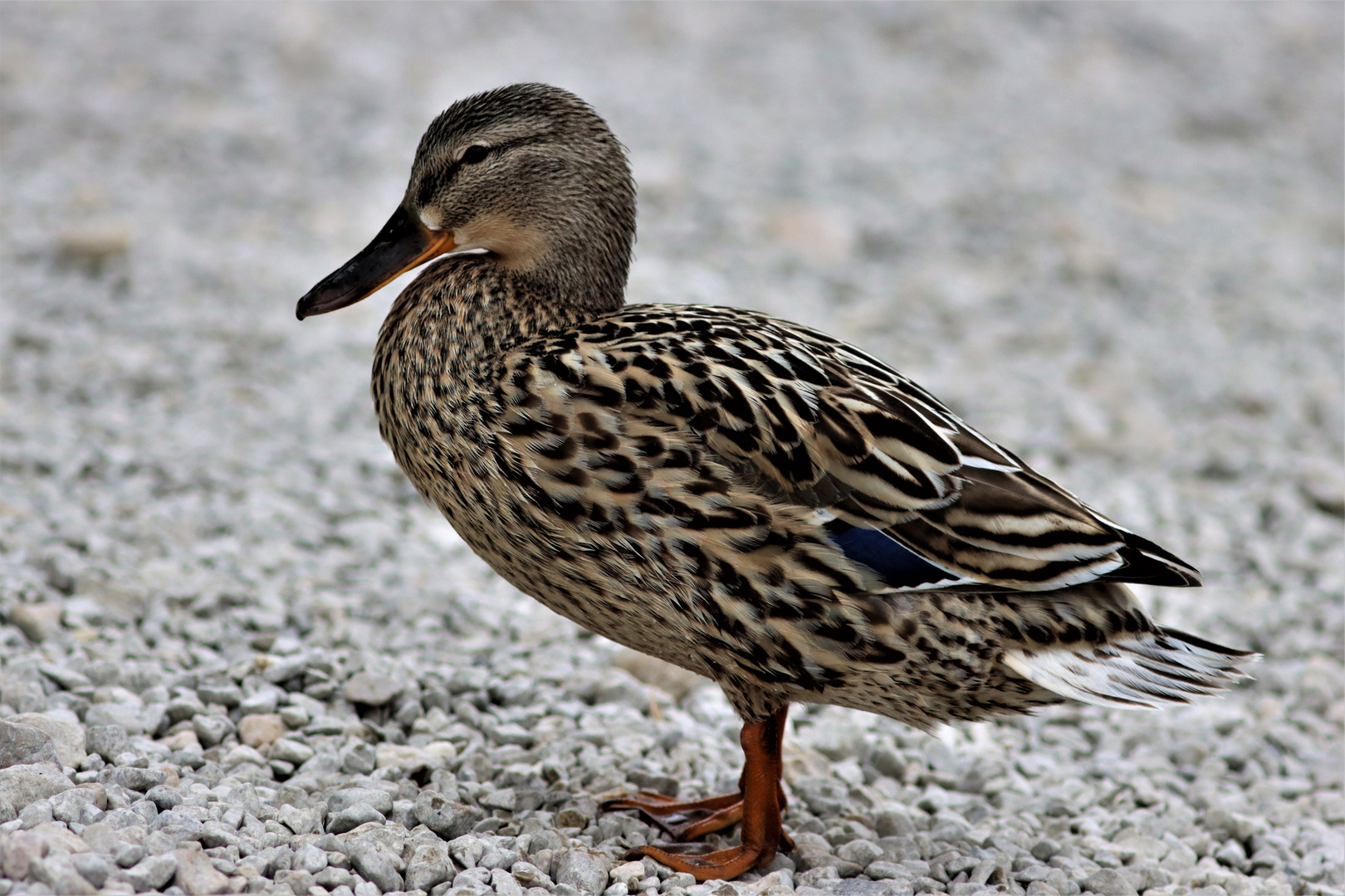 Stockenten-Weibchen