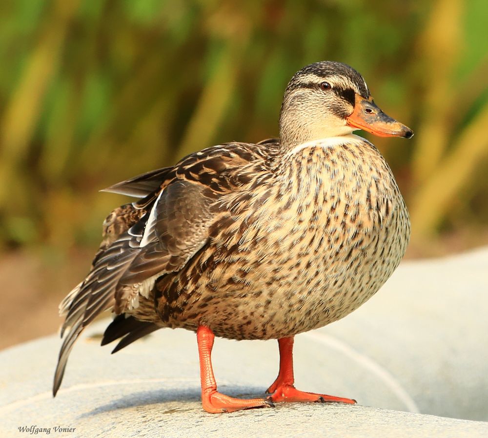 Stockenten-Weibchen