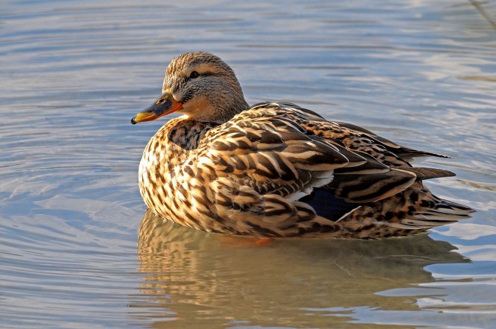 Stockenten weibchen Foto & Bild tiere, wildlife, wild lebende vögel