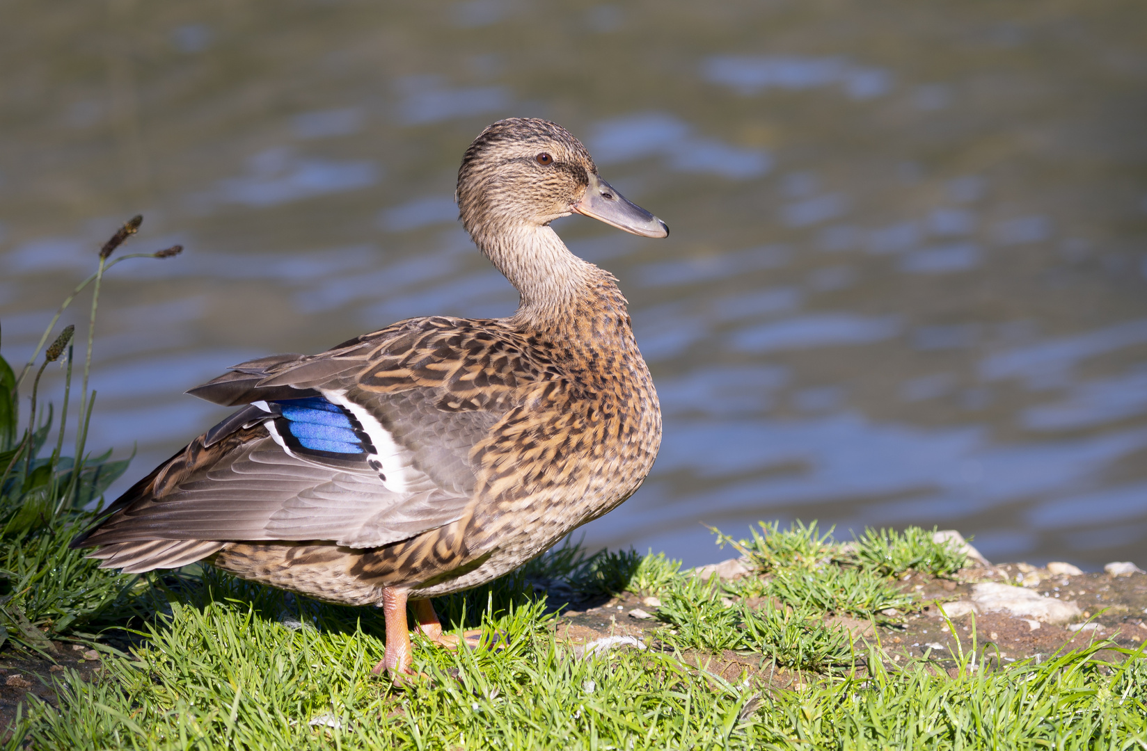 Stockenten-Weibchen