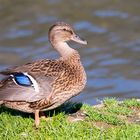 Stockenten-Weibchen