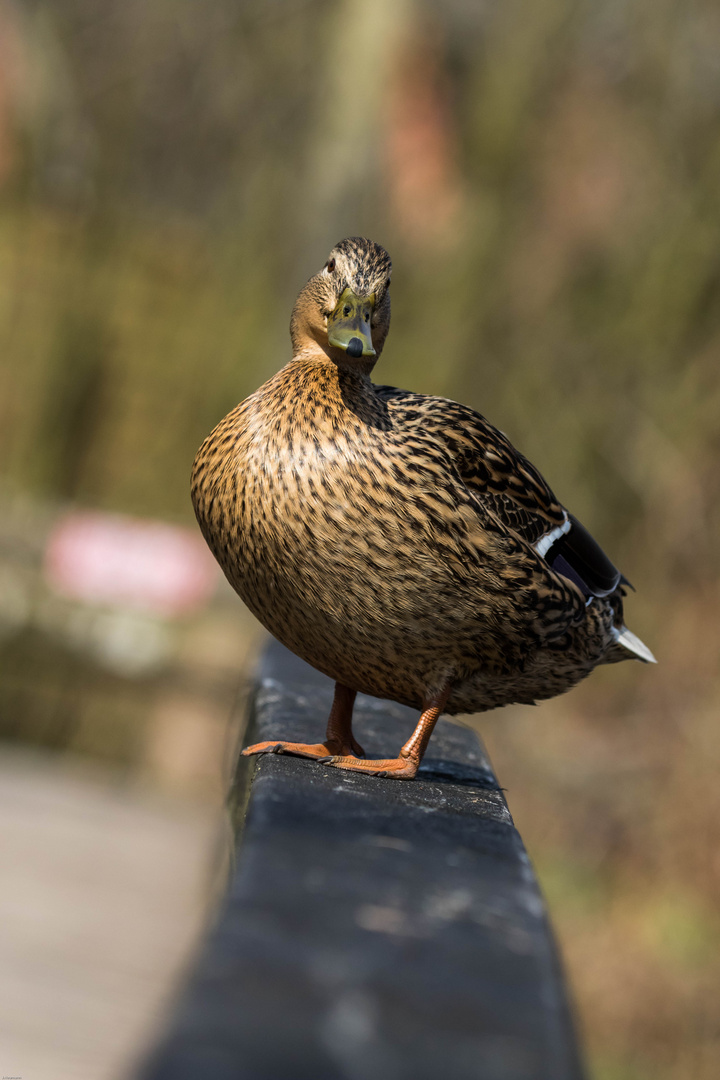 Stockenten Weibchen