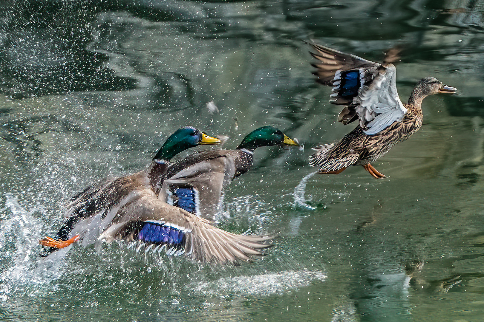 Stockenten (Weibchen) 