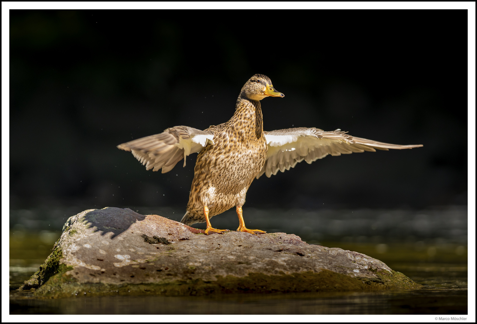 Stockenten-Weibchen