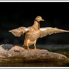 Stockenten-Weibchen