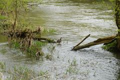 Stockenten Weibchen am Kocher