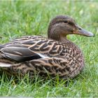 Stockenten-Weibchen auf unserer Wiese  .....