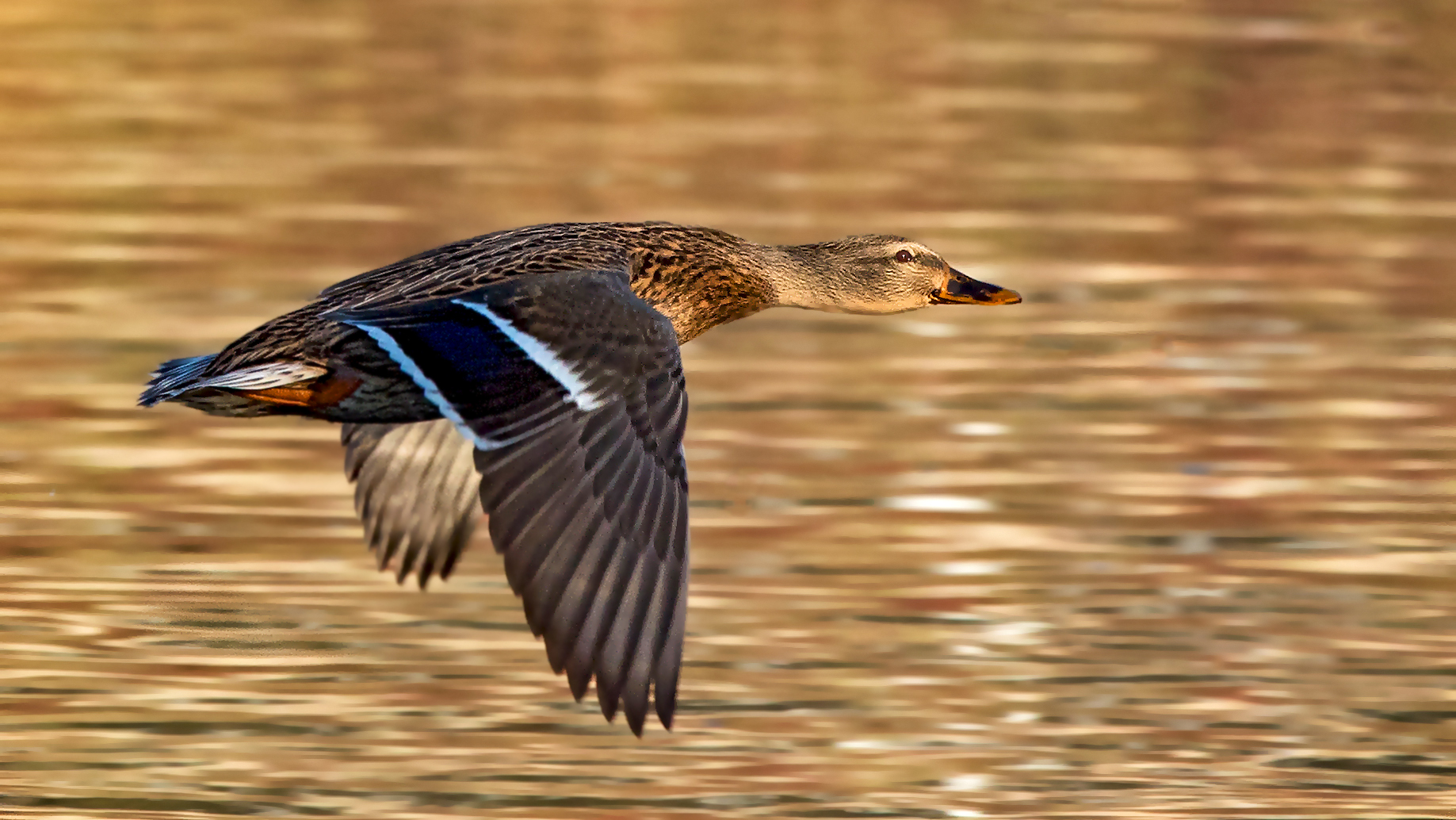 Stockenten-Weibchen im Flug 002a