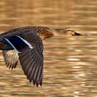 Stockenten-Weibchen im Flug 002a