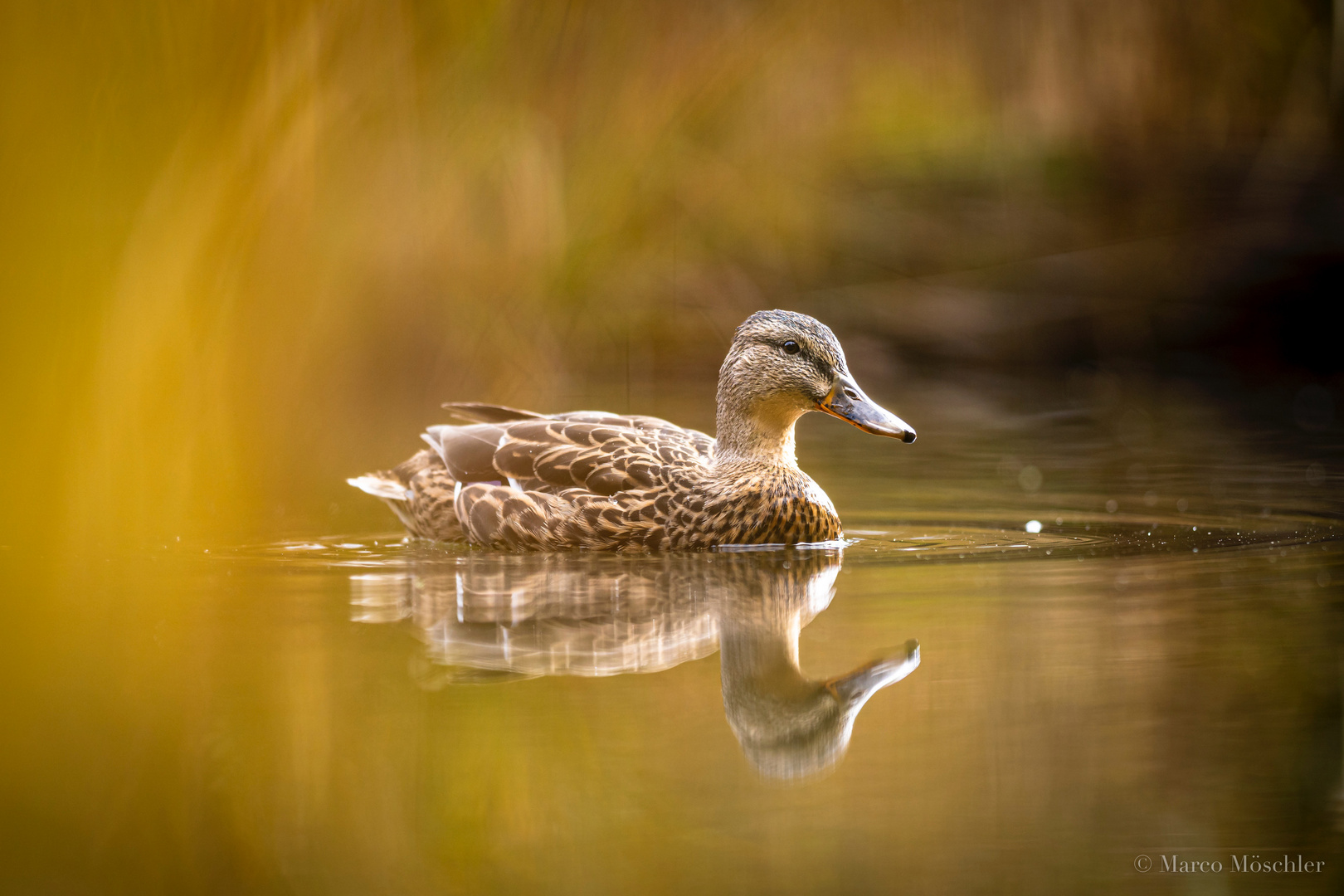 Stockenten-Weibchen im Weiher