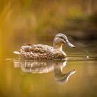 Stockenten-Weibchen im Weiher