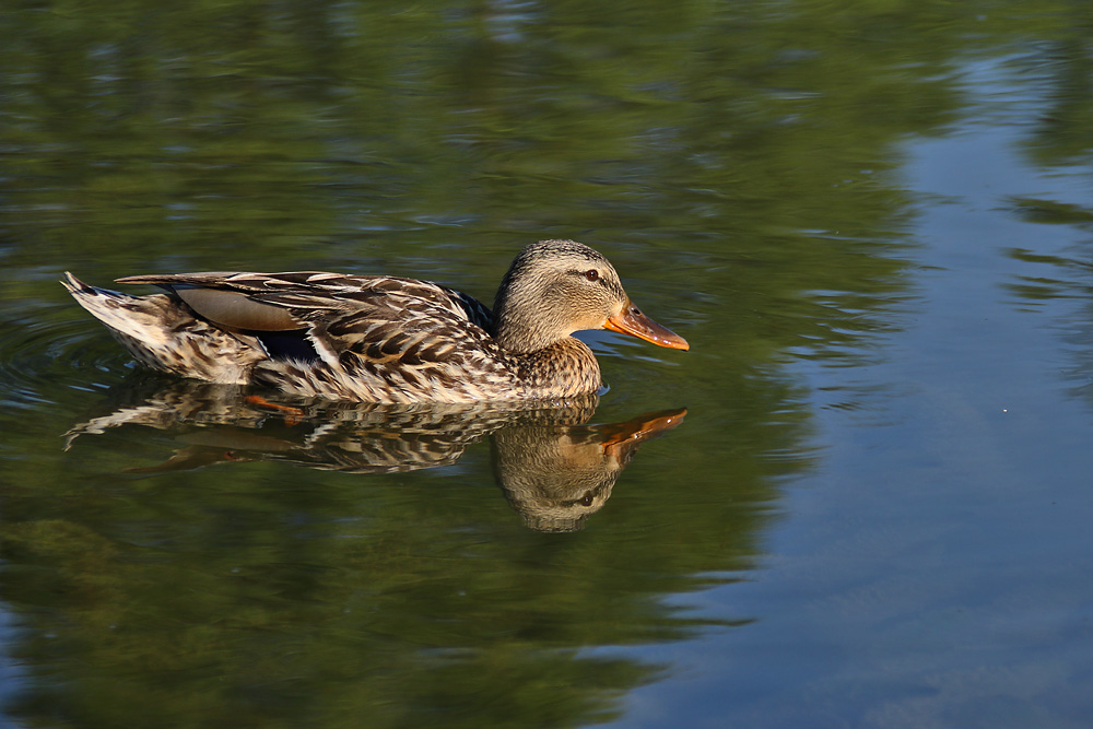 Stockenten-Weibchen mit Spiegelung 