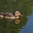 Stockenten-Weibchen mit Spiegelung 