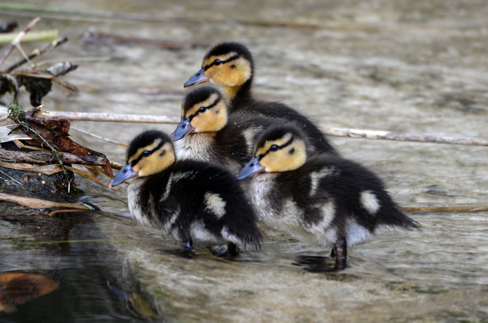 Stockentenbabies