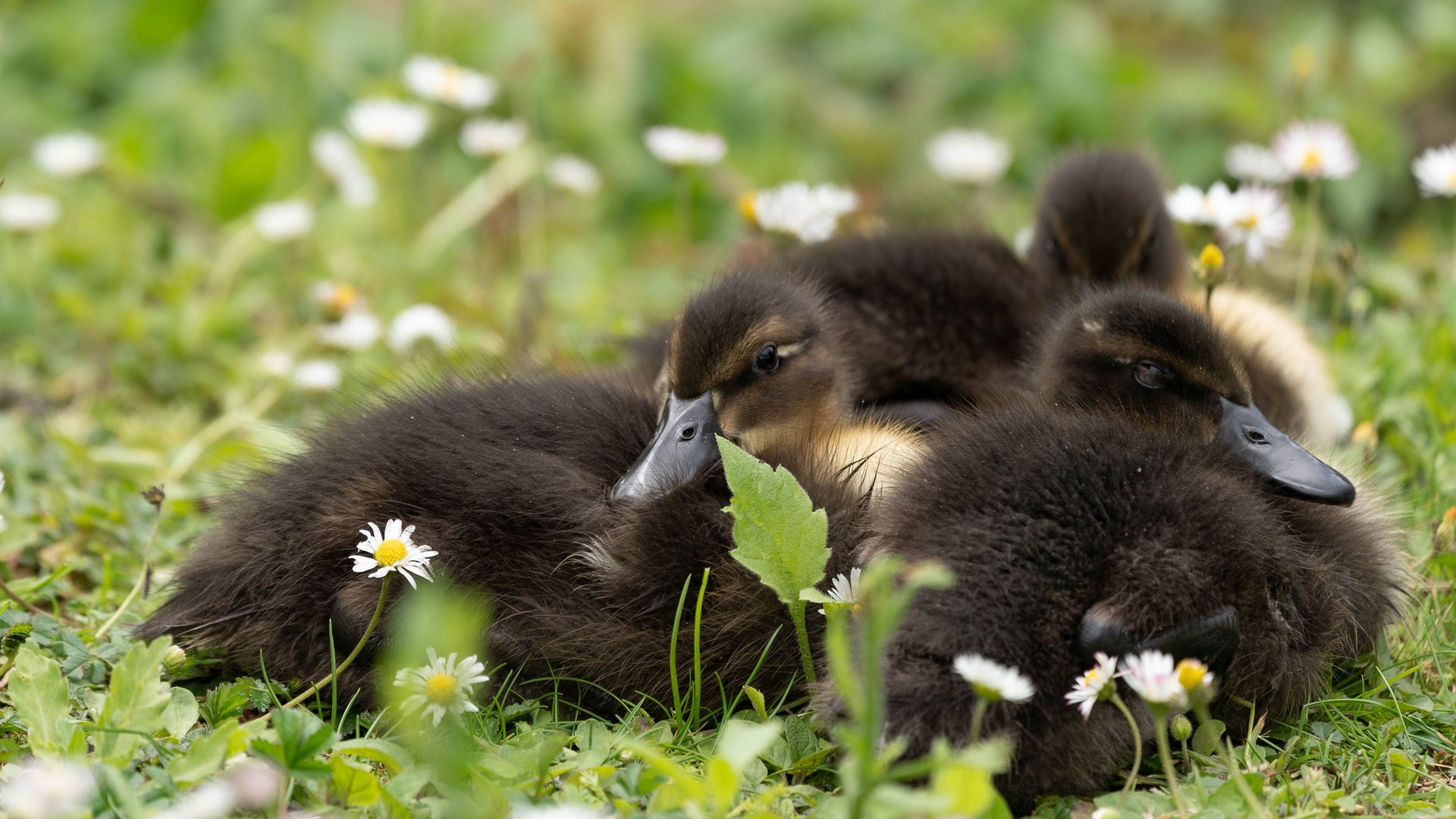 Stockentenbabys