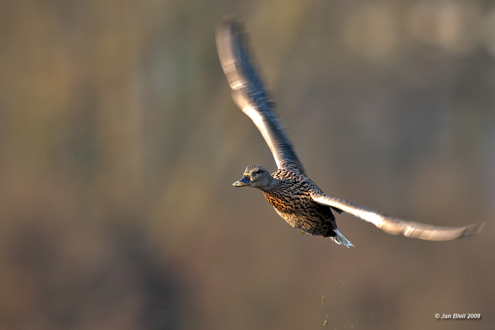 Stockentendame (Anas platyrhynchos)