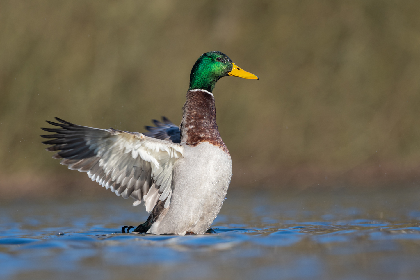 Stockentenerpel (Anas platyrhynchos)