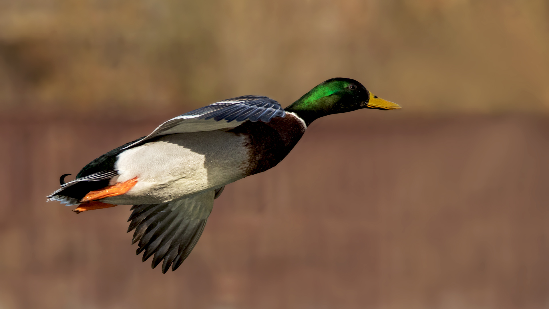 Stockentenerpel im Flug 002