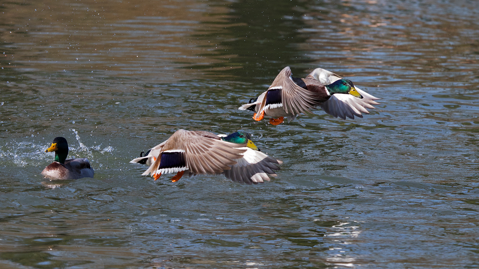 Stockentenerpel im Flug 