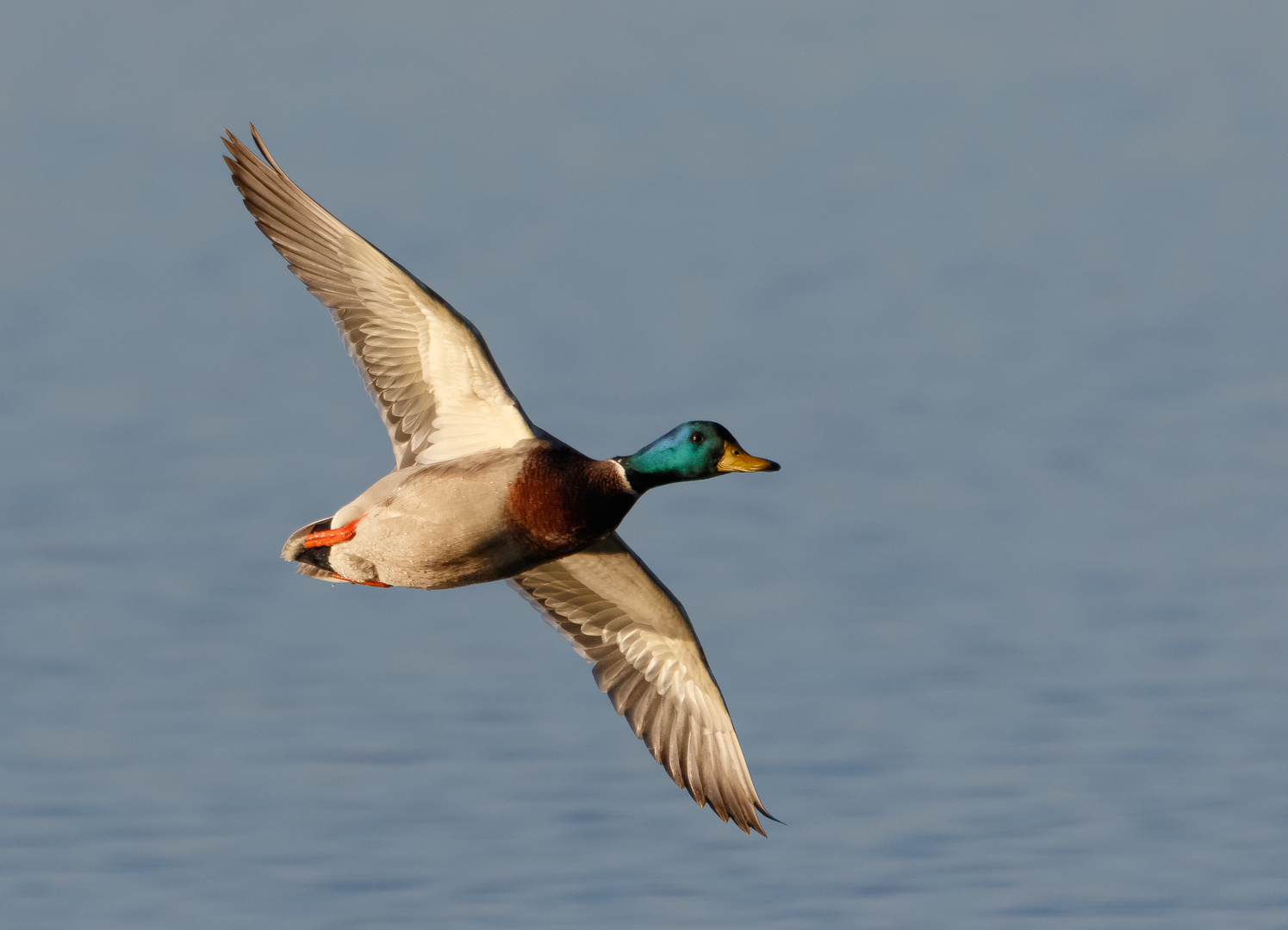 Stockentenerpelanflug