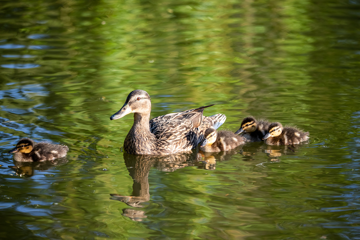 Stockentenfamilie