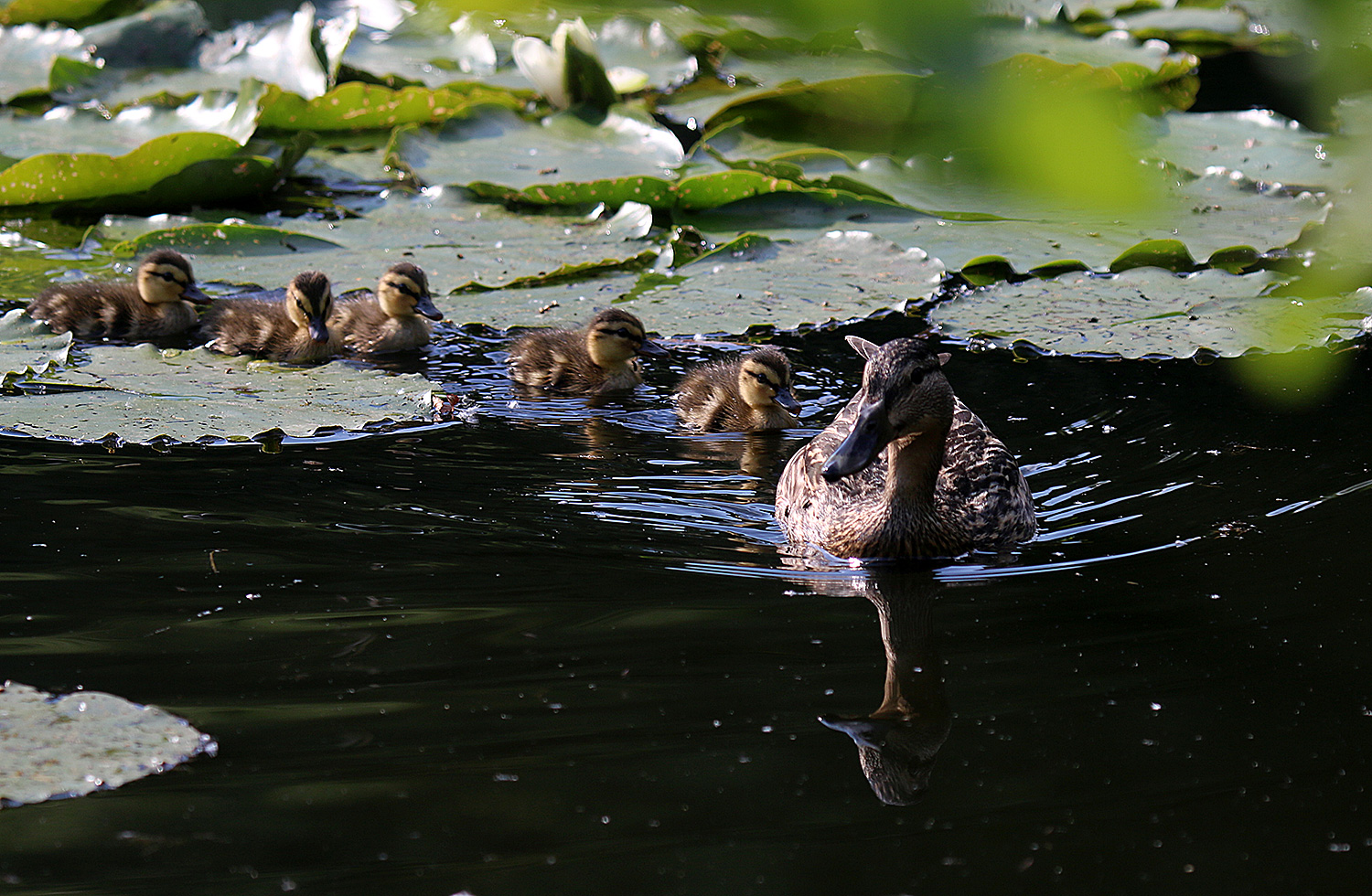 Stockentenfamilie 