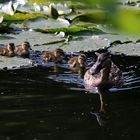 Stockentenfamilie 