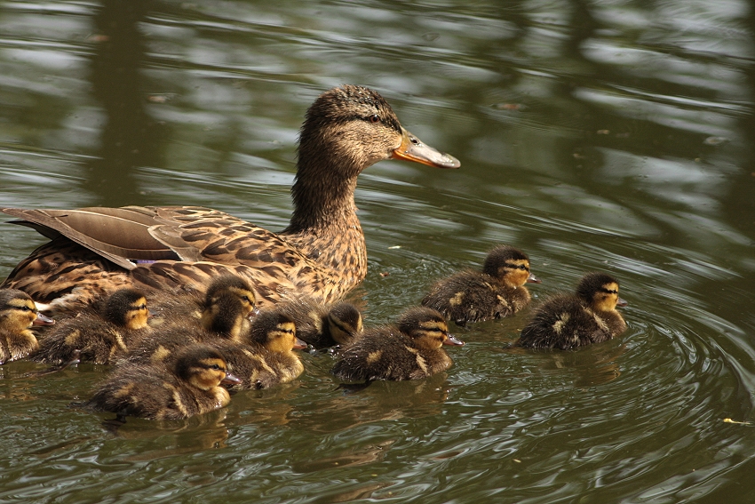 Stockentenfamilie