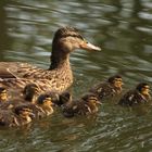 Stockentenfamilie