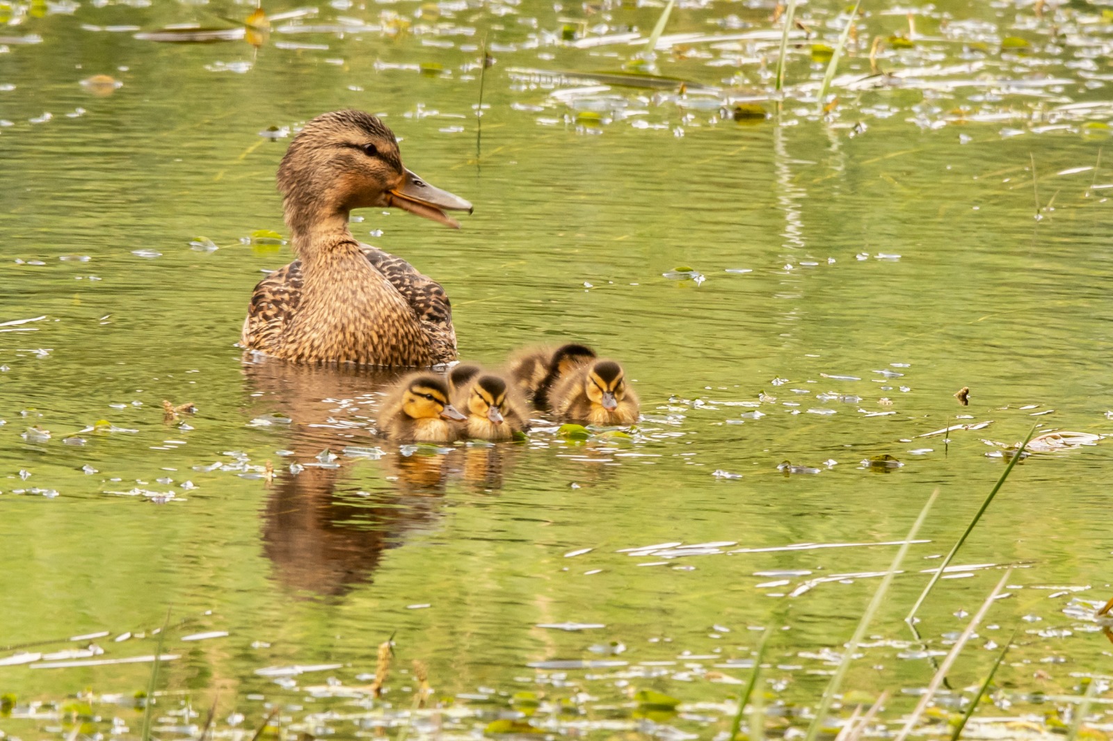 STOCKENTENFAMILIE