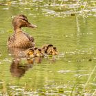 STOCKENTENFAMILIE