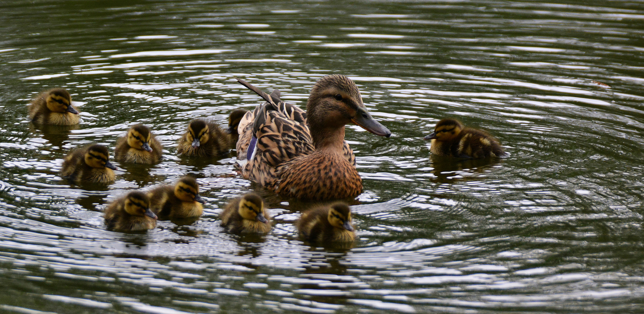 Stockentenfamilienausflug!!!!