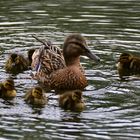 Stockentenfamilienausflug!!!!