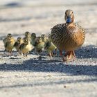 Stockentenfamilienausflug zum Muttertag