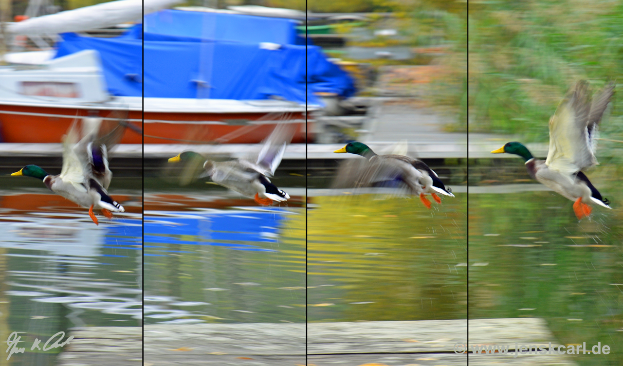 Stockentenflug