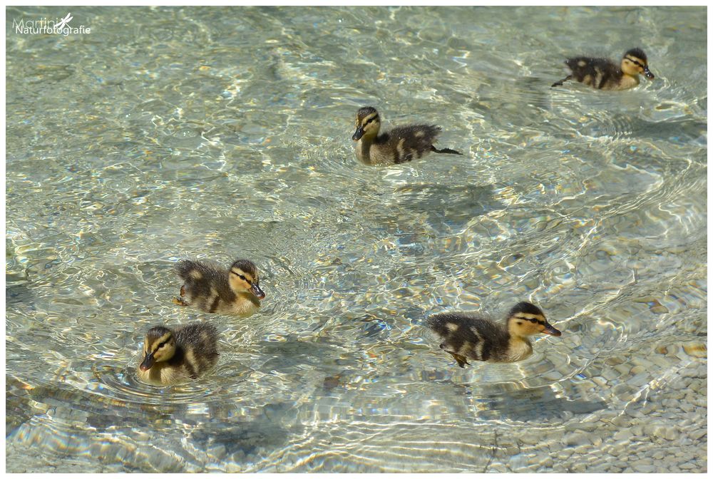 Stockentenküken (Anas platyrhynchos)