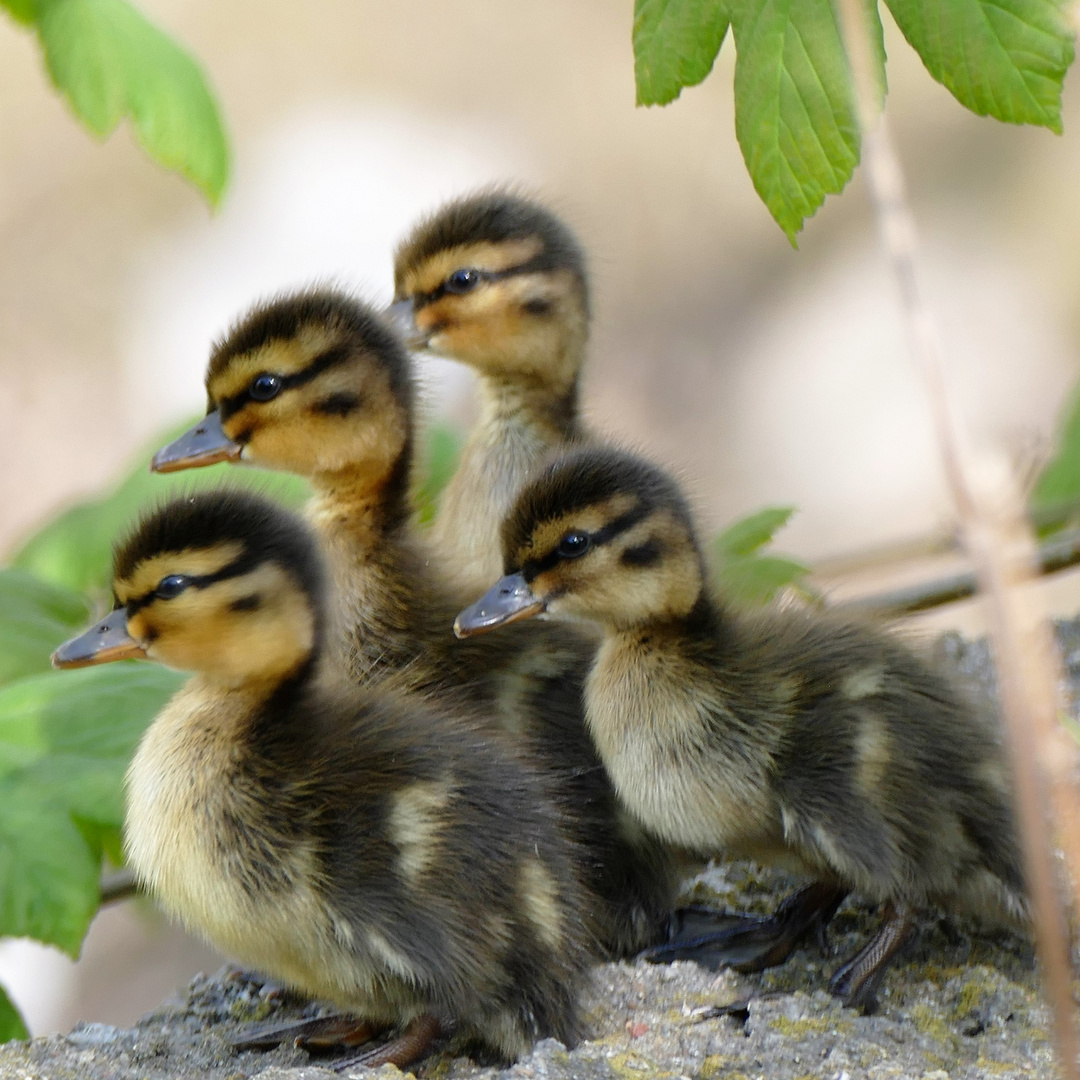 Stockentenküken Auf dem Weg zum Teich