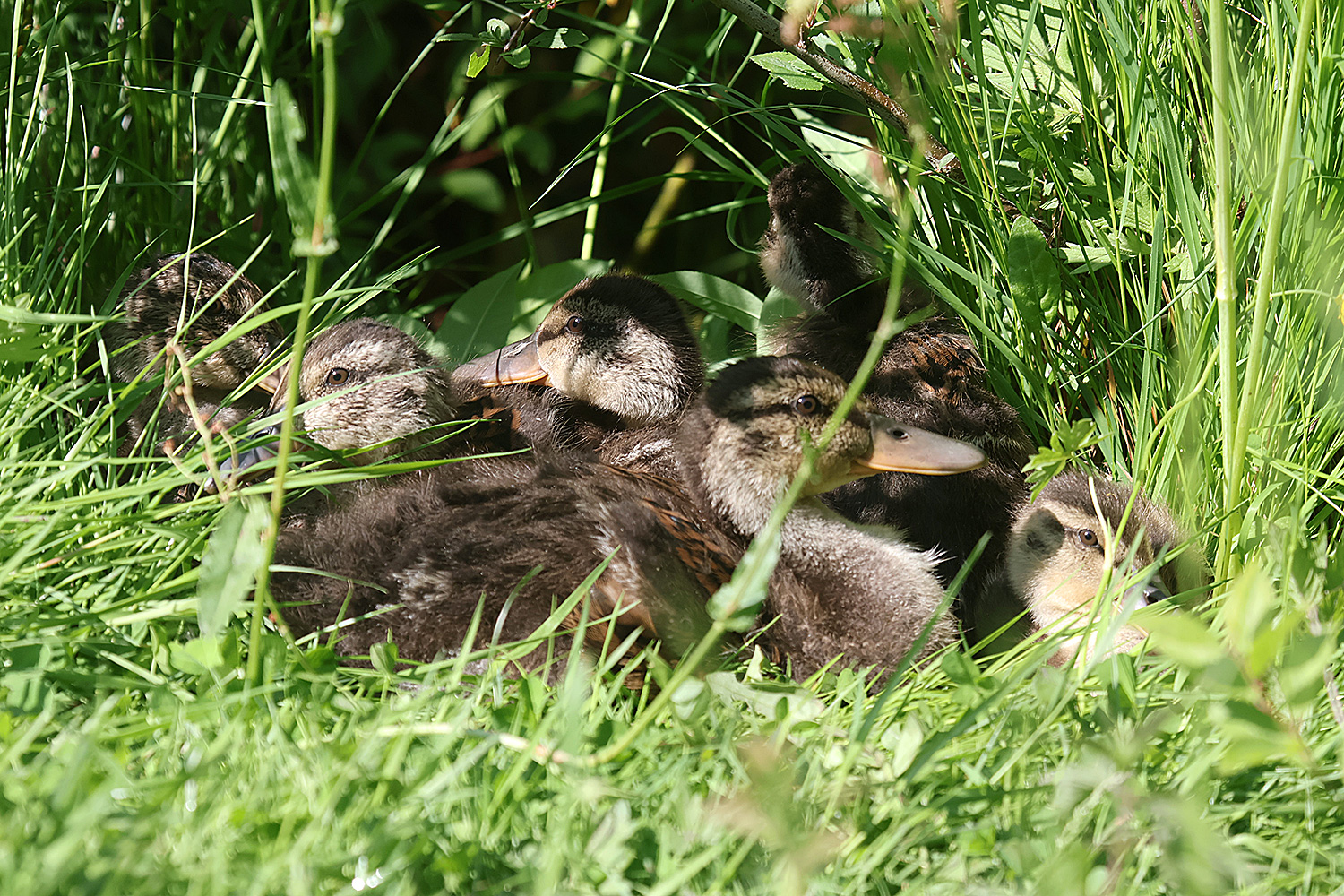 Stockentenküken im hohen Gras